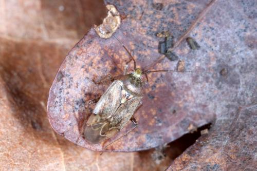 Réf. 222 000 : Lygus rugulipennis
